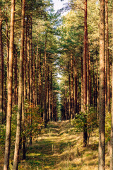 Fototapeta premium Pine forest in the autumn morning, ecological trail in a beautiful forest with perspective, green Leaves in sunlight and long shadows, fresh air. Curonian Spit, Kaliningrad region.