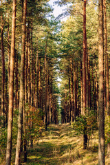 Pine forest in the autumn morning, ecological trail in a beautiful forest with perspective, green Leaves in sunlight and long shadows, fresh air. Curonian Spit, Kaliningrad region.