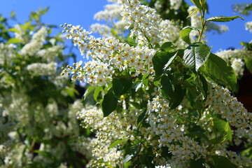 Prunus padus, known as bird cherry, hackberry, hagberry, or Mayday tree, is a flowering plant in the rose family