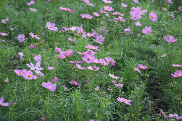 Soft focus Pink cosmos with yellow stamens in the flower garden.