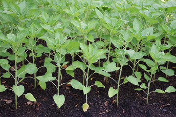 The newly planted sunflowers have not bloomed yet.