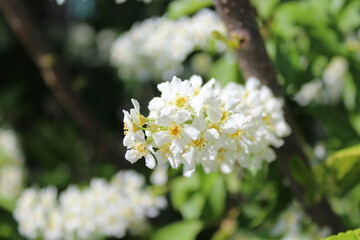 Prunus padus, known as bird cherry, hackberry, hagberry, or Mayday tree, is a flowering plant in the rose family