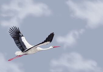 Hand painted background with stork flying on sky. Perfect for invitations, greeting cards, posters, postcards, and other printed goods.