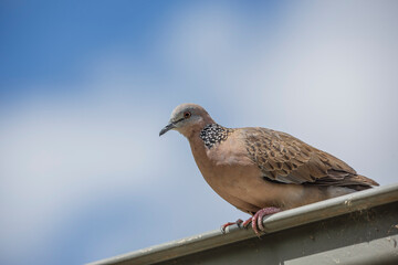 Close-up of spotted dove (pigeon) on a roof with the blue sky and white clouds in the background