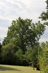 trees in the park