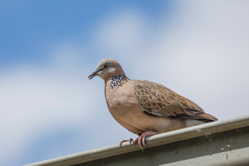 Close-up of spotted dove (pigeon) on a roof with the blue sky and white clouds in the background