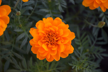 Yellow and orange marigold flowers (tagetes) in bloom