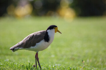 Masked lapwing bird in a rose garden during spring, in Adelaide, South Australia