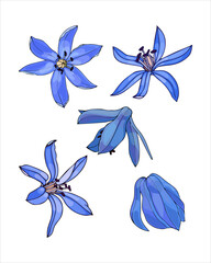 Spring flower set bud Scilla blue, Galanthus, color hand drawing sketch, doodling style, isolated on white background. Vector illustration - obrazy, fototapety, plakaty