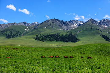 Fototapeta na wymiar Green grass and mountain natural scenery in Xinjiang