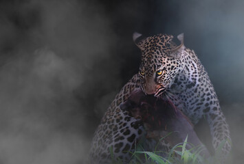 Leopard with a kill in smoke
