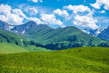 Fototapeta na wymiar Beautiful mountains and green grass with forest