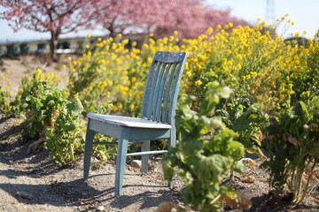 菜の花畑に置かれた椅子