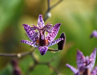 Haemantus albiflos flower