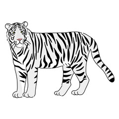 ホワイトタイガーの全身　白い虎　フラットイラスト