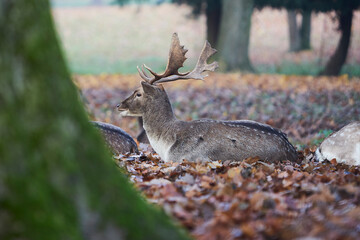 male deer rest in the forest