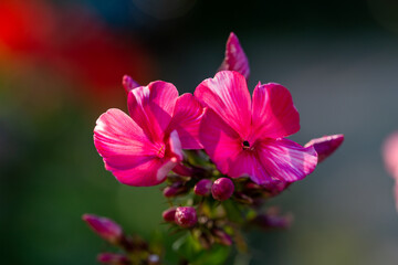 Pink blossom garden phlox macro photography on a summer sunny day. Purple little flowers close-up photo in the summer garden. A flowering plant in sunlight with pink petals floral background.