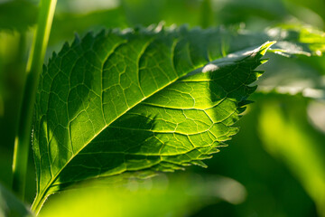 Green leaf of a garden plant in sunlight macro photography. The texture of a juicy leaf on a sunny summer day, close-up photo. Fresh greens with deep shadows in the springtime.