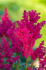 Obraz premium Blooming red flowers of Astilbe macro photography on a summer day. Tall flowering plant of false spirea with small pink flowers close-up photo in summer.