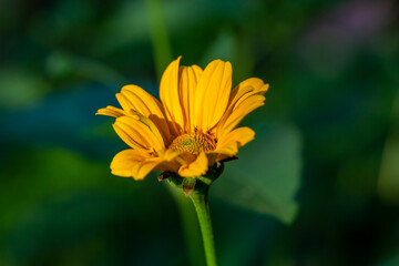 Blossom false sunflower on a green background on a summer sunny day macro photography. Garden rough oxeye flower with yellow petals in summertime, close-up photo. Yellow daisy floral background.