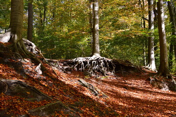 Herbst im Tal des Fluss Fulde in Walsrode, Niedersachsen