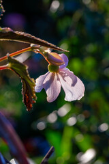 Blossom pink begonia flower on a green background on a summer sunny day macro photography. Blooming houseplant with pink petals in sunlight close-up photo.
