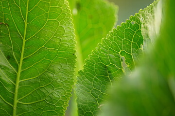 Natural background with green horseradish leaves closeup.