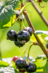 Black berries of currant on a green background on a summer day macro photography. Ripe berries of a black currant hanging on a branch of a bush close-up photo in the summertime.	