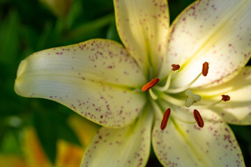 Blooming yellow lily in a summer sunset light macro photography. Garden lillies with bright orange...
