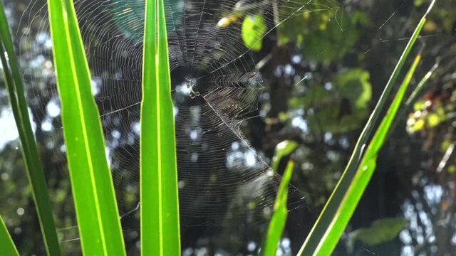 Thin Spider web with spider at center between tropical plant leaves in a stiff breeze; backlit by sunlight; tropical nature reserve.