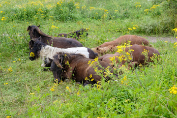 Naturereserve Fortmond, Olst, Overijssel Province The Netherlands