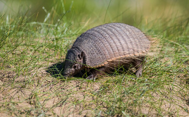 Hairy Armadillo, in grassland environment, Peninsula Valdes, Patagonia, Argentina