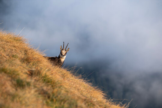 Chamois in Alta Lessinia