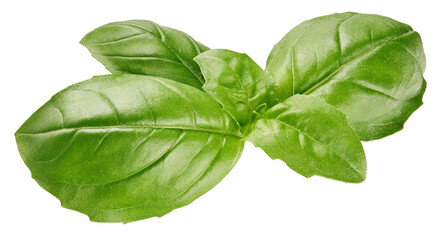 Basil leaves isolated on white background