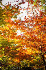 紅葉