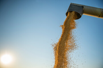 Pouring soy bean grain