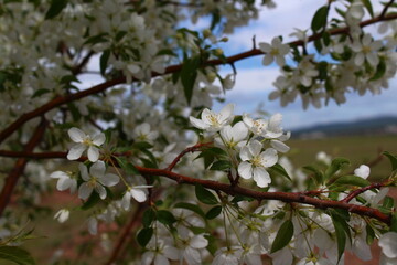 Malus sieboldii, commonly called Siebold's crab, Siebold's crabapple or Toringo crabapple, is a species of crabapple in the family Rosaceae