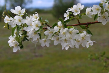 Malus sieboldii, commonly called Siebold's crab, Siebold's crabapple or Toringo crabapple, is a species of crabapple in the family Rosaceae