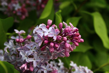 Lilac flowers blooming syringa tree flowering woody plant
