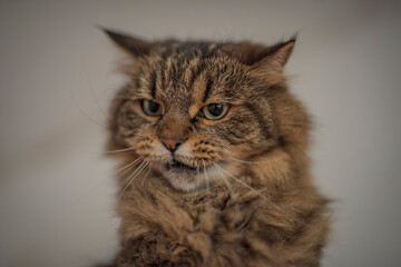 Tabby brown gray cat with long ears and green eyes