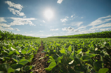 Soybean field ripening at spring season, agricultural landscape