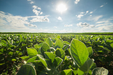 Soybean field ripening at spring season, agricultural landscape