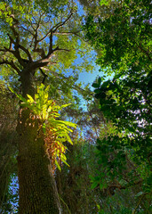 Raffia Palm rainforest - Kosi Bay - obrazy, fototapety, plakaty