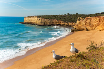 Fototapeta premium Natural caves beach and seagull. Algarve coast, Portugal