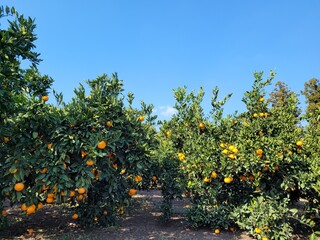 Fototapeta na wymiar mandarin, tangerine, orange, fruit, food