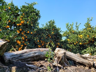 mandarin, tangerine, orange, fruit, food