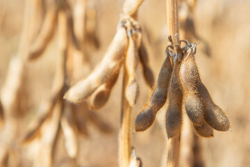 Soybeans in close-up
