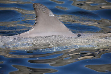 A dorsal fin of a Common Bottlenose above the water

