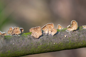 Schizophyllum commune species of gilled fungus on wood branch in the forest in daylight