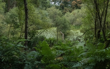 Swampy marsh with emerald waters inside the forest